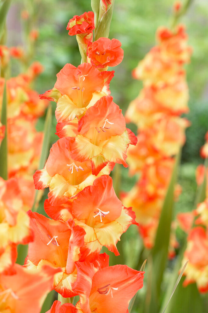 Gladiolus Princess Margeret Rose 10-pakning